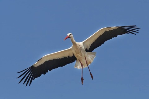 White Stork (Ciconia ciconia) flying, Portugal