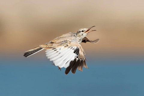 Greater Hoopoe-Lark (Alaemon alaudipes) juvenile flying, Eilat, Israel