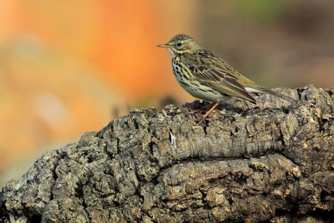 Meadow Pipit (Anthus pratensis) perched on an old tree trunk, Andalusia, Spain