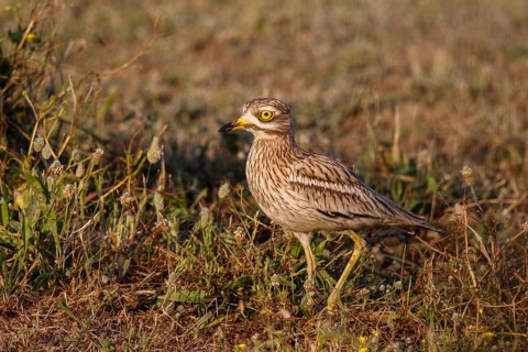 Eurasian Stone-curlew (Burhinus oedicnemus), Mallorca, Spain
