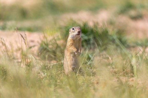 One European ground squirrel (Spermophilus citellus) or European souslik standing erected in tall
