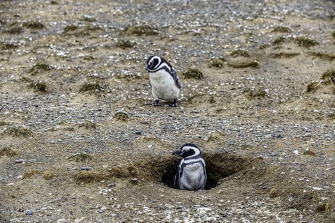 Two Magellanic penguins resting on a sandy ground: one looks out attentively from its protected