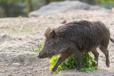 One young wild boar or wild pig (Sus scrofa), feeding on a bush of sting nettle
