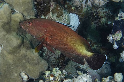 Red grouper (Cephalopholis hemistiktos)