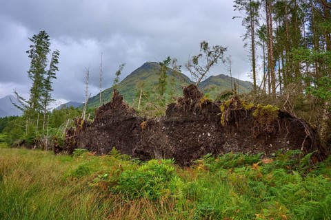 Exposed root structures of fallen trees under cloudy skies, Loch Etive, Argyll and Bute, Scotland,