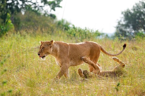 Lioness (Panthera leo) and playful young in the grass, Serengeti National Park, Tanzania