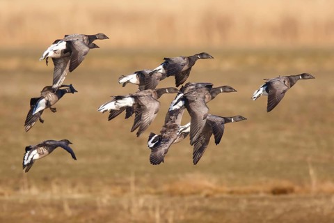 Brant Goose (Branta bernicla) group flying, Netherlands