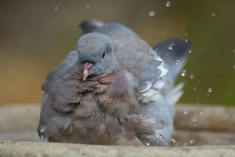 Wood pigeon (Columba palumbus) adult bird bathing in a garden bird bath in summer, Suffolk,