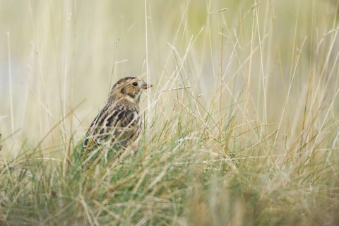 Lapland Longspur - Spornammer - Calcarius lapponicus ssp. lapponicus, Germany