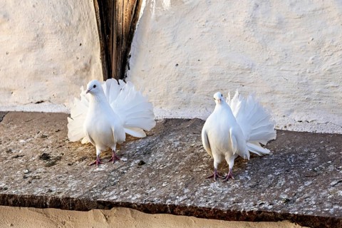 Two white doves standing side by side on a stone ledge, The white doves at Wartburg Castle near