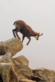 An adult male chamois (Rupicapra rupicapra) jumps down from a rock in dense fog at sunrise,