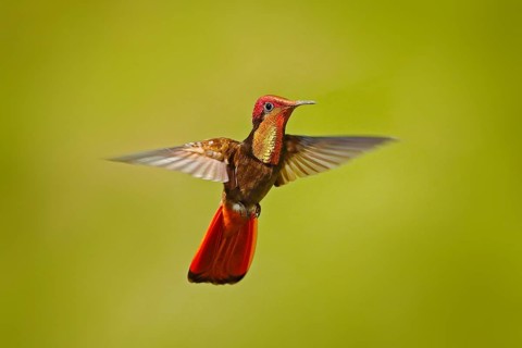 Red hummingbird fight. Red and yellow Ruby-Topaz Hummingbird, Chrysolampis mosquitus, flying with