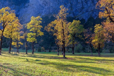 Nature conservancy area Grosser Ahornboden. Sycamore maple trees, Acer pseudoplatanus, in autumn.