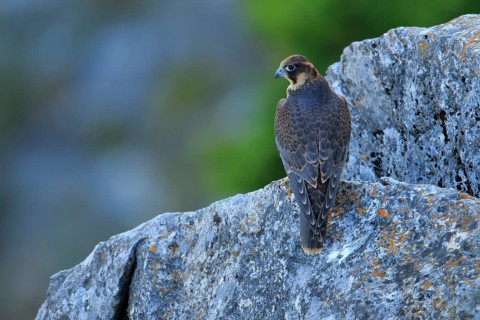 Peregrine Falcon (Falco peregrinus) juvenile perched on a rock, Andalusia, Spain