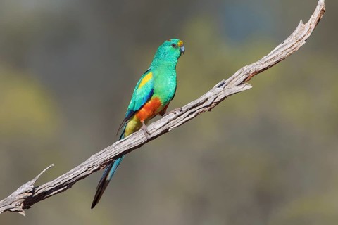 Mulga Parrot (Psephotellus varius) male perched on a branch, New South Wales, Australia