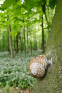 Burgundy snail (Helix pomatia) with sealed snail shell on a tree trunk, North Rhine-Westphalia,