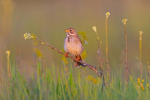 Corn Bunting, Miliaria calandra, Emberiza calandra, Bruant proyer, Triguero, Bad D¸rkheim district,