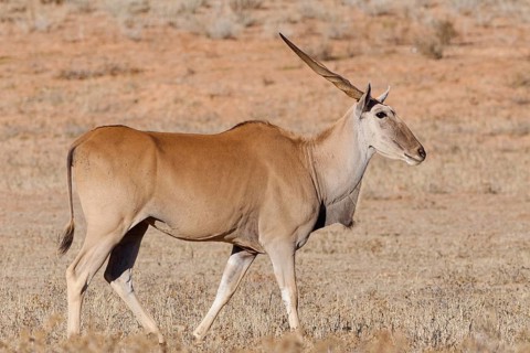 Common eland (Taurotragus oryx), adult, walking in the dry grass, Kalahari desert, Kgalagadi