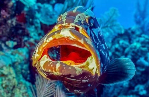 Underwater photo Close-up of Nassau grouper (Epinephelus striatus) Predatory fish with open mouth