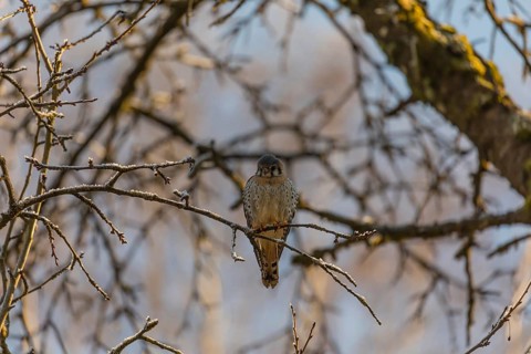 One American kestrel (Falco sparverius) sitting on a twig in early morning light with a blue sky in
