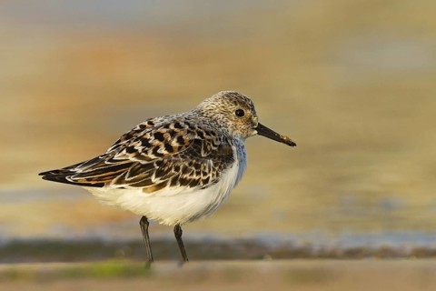 Sanderling (Calidris alba), Asturias, Spain
