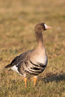 Greater White-fronted Goose (Anser albifrons), North Rhine-Westphalia, Germany