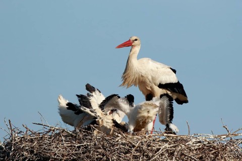 White Stork (Ciconia ciconia) with chicks in nest, North Rhine-Westphalia, Germany