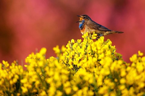 Bluethroat (Luscinia svecica cyanecula) male singing, Castile, Spain