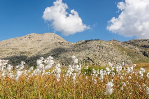 Cotton grass meadow in the Alps in a valley of the Gran Paradiso National Park. Valsavaranche,