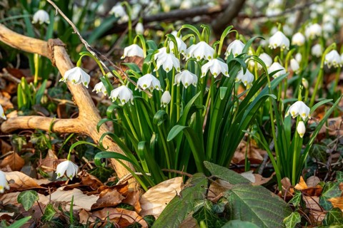 Close-up of spring knotweed (Leucojum vernum) in the forest, also known as marzenbecher, in