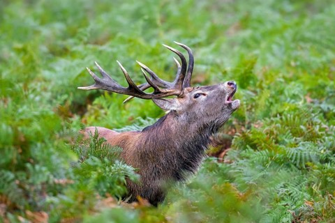Red deer (Cervus elaphus) stag bellowing among bracken at forest's edge during the rut in autumn,