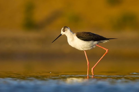 Black-winged Stilt (Himantopus himantopus) female foraging, North Rhine-Westphalia, Germany
