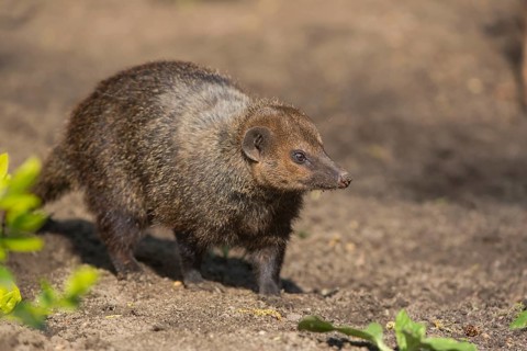 One common kusimanse (Crossarchus obscurus), also known as the long-nosed kusimanse, cusimanse or