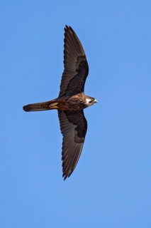 Eleonora's Falcon (Falco eleonorae) male flying, Sardinia, Italy