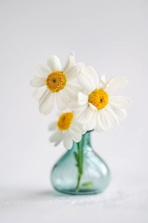 Close-up of fresh summer daisies arranged in a small blue vase sitting on a white surface,