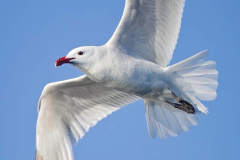 Audouin's Gull (Ichthyaetus audouinii) flying, Portugal