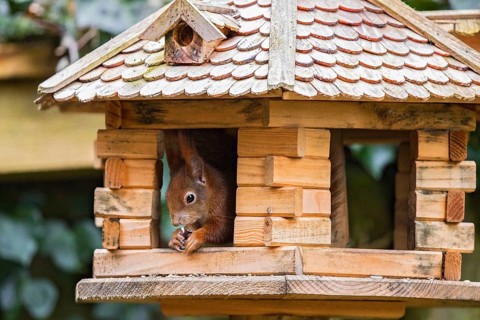 Eurasian Red Squirrel (Sciurus vulgaris) feeding in bird house, Berlin, Germany