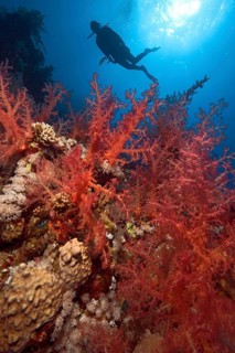 Colony of red soft corals (Dendronephthya) growing in colourful coral reef on coral block of hard