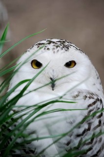 Snowy owl (Bubo scandiacus), female, captive, Germany