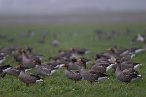 Greylag goose (Anser anser), Texel, Netherlands
