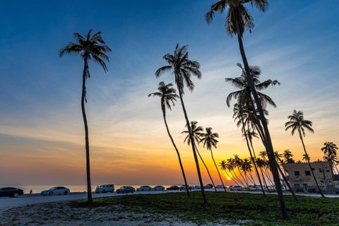 Coconut palms (Cocos nucifera) at sunset on the beach of Salalah, Dhofar Province, Arabian
