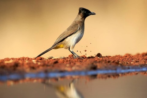 Grey bulbul (Pycnonotus barbatus), adult, at the water, Kruger National Park, Kruger National Park,