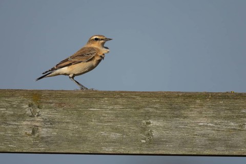 Wheatear (Oenanthe oenanthe) adult female bird on a wooden fence, RSPB Frampton marsh nature