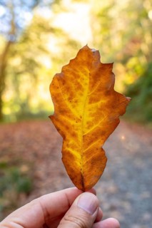 A person is holding a leaf in their hand, and the leaf is yellow and brown. Concept of autumn and