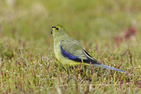 Blue-winged Parrot (Neophema chrysostoma), Victoria, Australia