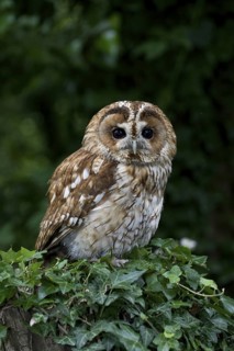 Tawny Owl (Strix aluco), Wales, United Kingdom