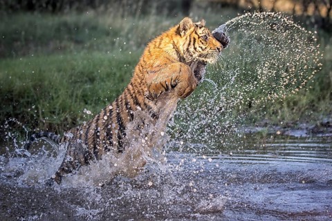 Bengal Tiger (Panthera tigris) immature bathing in waterhole, captive, Philippolis, South Africa