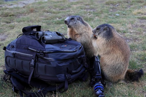 Two adult Alpine Marmot, Marmota marmota, explore the photographers backpack, looking for food