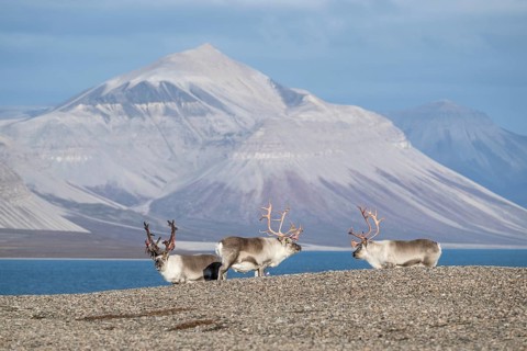 Svalbard reindeers (Rangifer tarandus platyrhynchus), male, bull with blood-red velvet antlers,