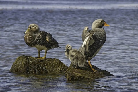 Flying Steamer Duck (Tachyeres patachonicus), Falkland Islands